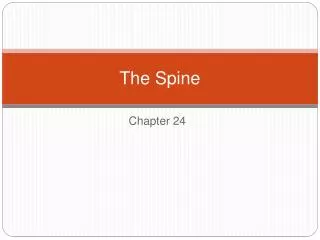 the spine