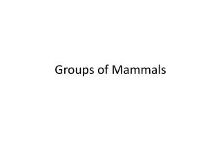 Groups of Mammals
