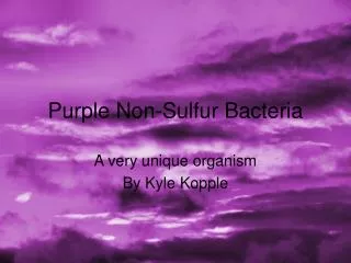 Purple Non-Sulfur Bacteria
