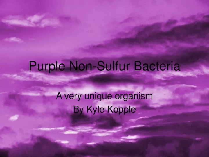 purple non sulfur bacteria