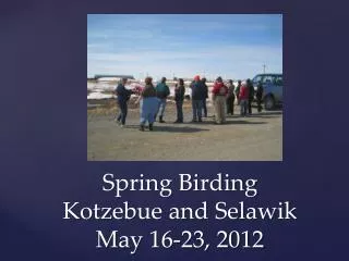 Spring Birding Kotzebue and Selawik May 16-23, 2012