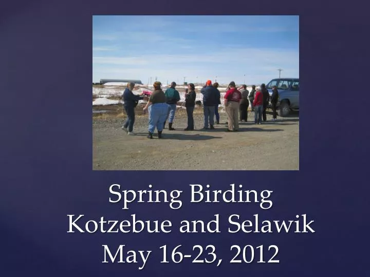spring birding kotzebue and selawik may 16 23 2012