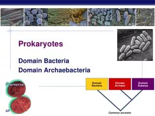 Prokaryotes