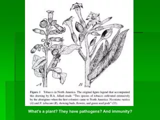 What’s a plant? They have pathogens? And immunity?