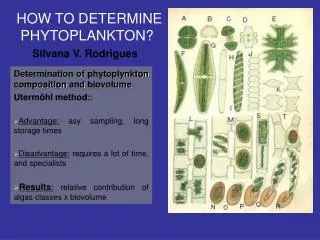 Determination of phytoplynkton composition and biovolume Utermöhl method: : Advantage: asy sampling, long storage times