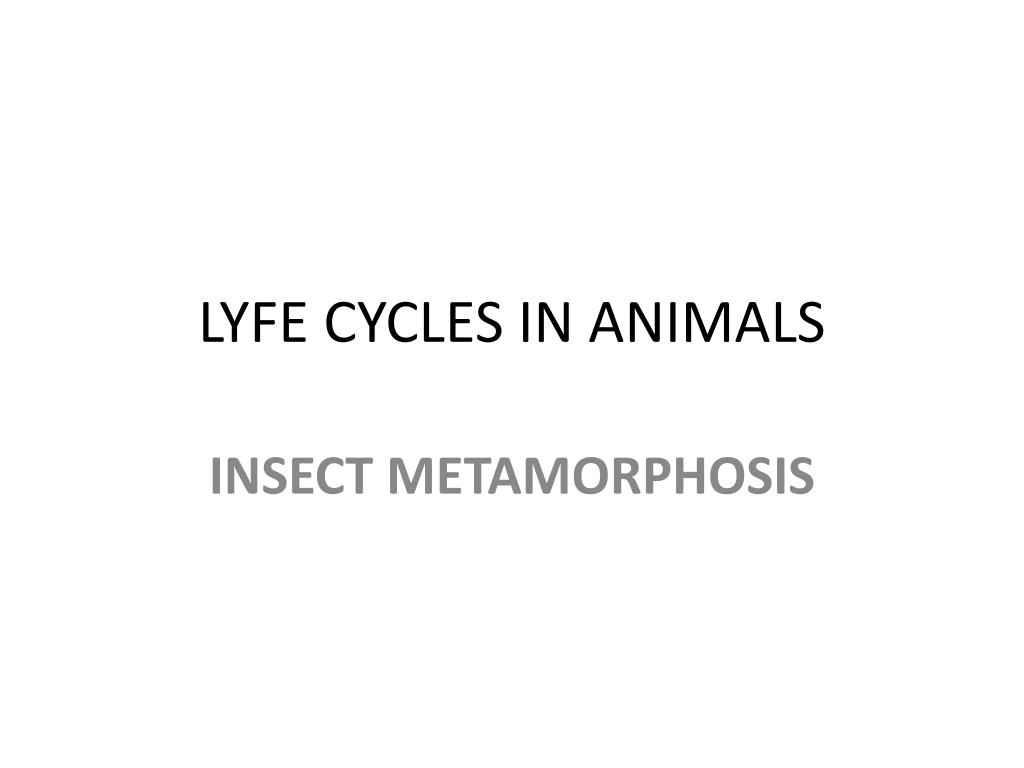 PPT - LYFE CYCLES IN ANIMALS PowerPoint Presentation, free download ...