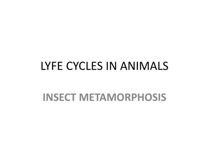 lyfe cycles in animals