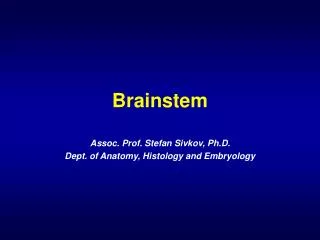 Brainstem