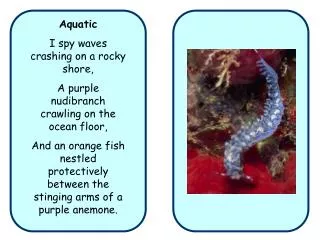 Aquatic I spy waves crashing on a rocky shore, A purple nudibranch crawling on the ocean floor,