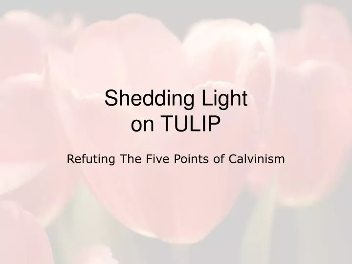 shedding light on tulip