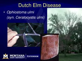 Dutch Elm Disease