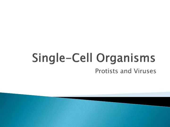 single cell organisms