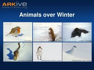 Animals over Winter