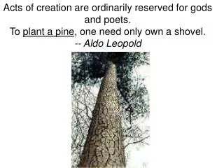 Acts of creation are ordinarily reserved for gods and poets. To plant a pine , one need only own a shovel. -- Aldo Leo