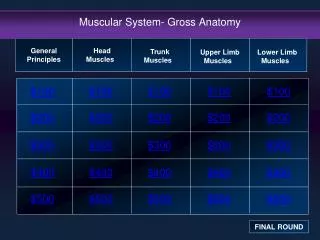Muscular System- Gross Anatomy