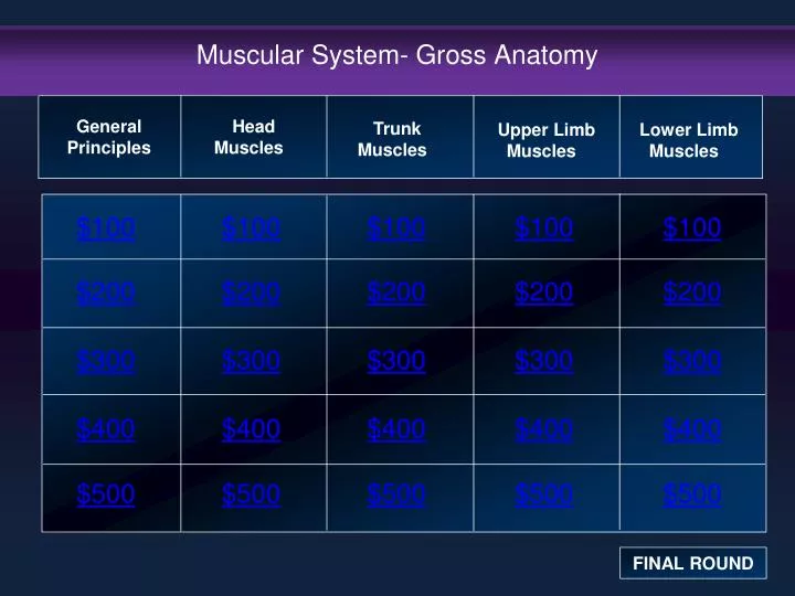 muscular system gross anatomy
