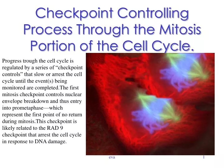 checkpoint controlling process through the mitosis portion of the cell cycle