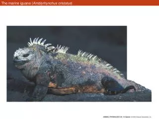 The marine iguana ( Amblyrhynchus cristatus )