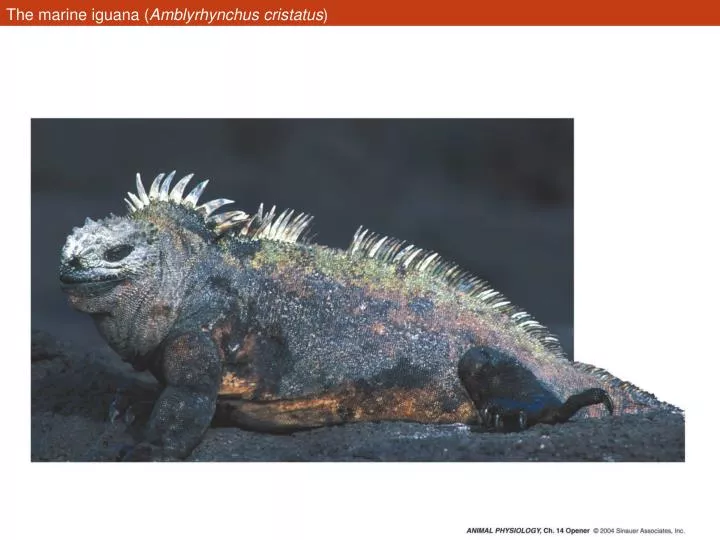 the marine iguana amblyrhynchus cristatus