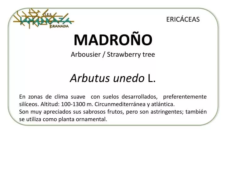 madro o arbousier strawberry tree