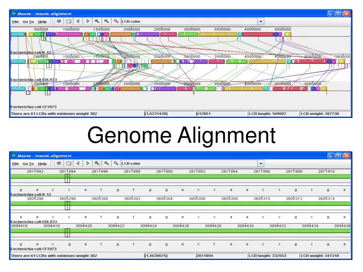 genome alignment