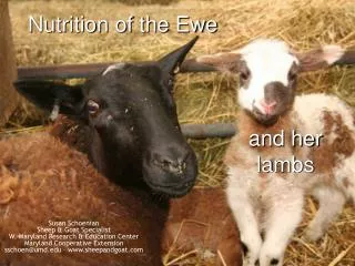 Nutrition of the Ewe