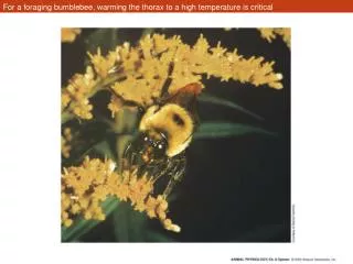 For a foraging bumblebee, warming the thorax to a high temperature is critical