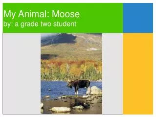 My Animal: Moose by: a grade two student