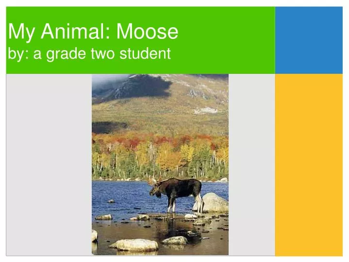 my animal moose by a grade two student