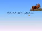 Migrating moose - slide 1