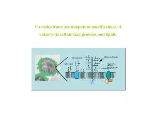 Carbohydrates are ubiquitous modifications of eukaryotic cell surface proteins and lipids.
