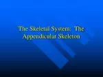 The Skeletal System: The Appendicular Skeleton - slide 1