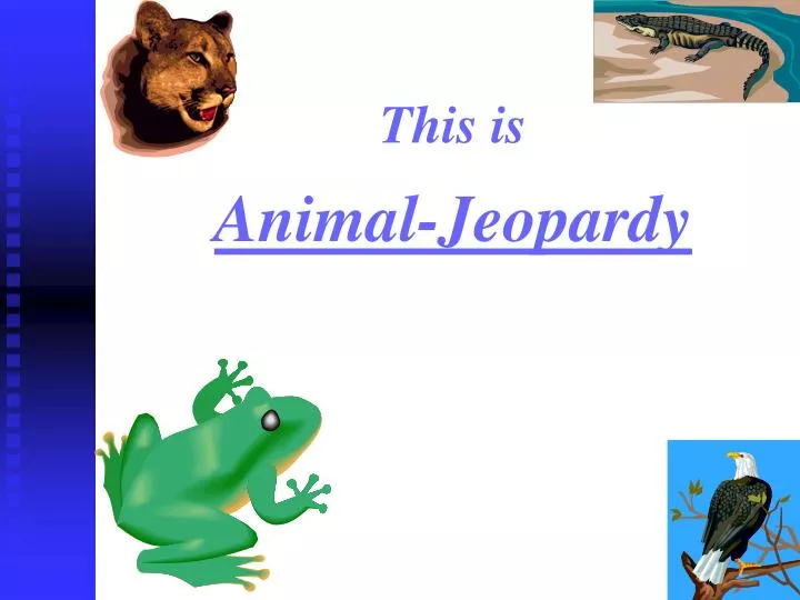 this is animal jeopardy