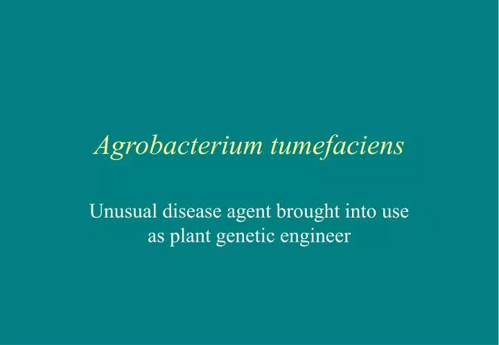 agrobacterium tumefaciens