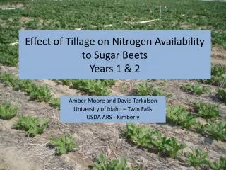 Effect of Tillage on Nitrogen Availability to Sugar Beets Years 1 &amp; 2