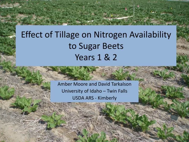 effect of tillage on nitrogen availability to sugar beets years 1 2
