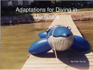 Adaptations for Diving in Mammals