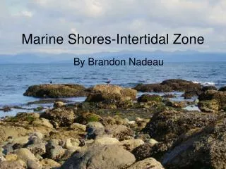 Marine Shores-Intertidal Zone
