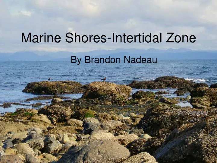 marine shores intertidal zone