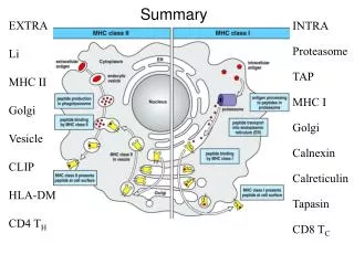 INTRA Proteasome TAP MHC I Golgi Calnexin Calreticulin Tapasin CD8 T C