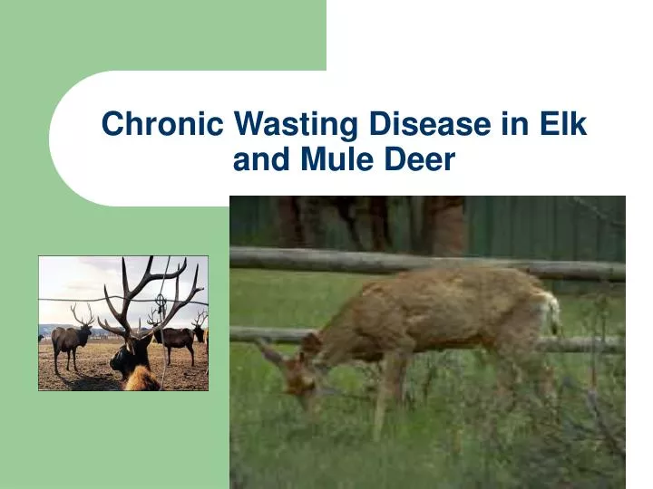 chronic wasting disease in elk and mule deer