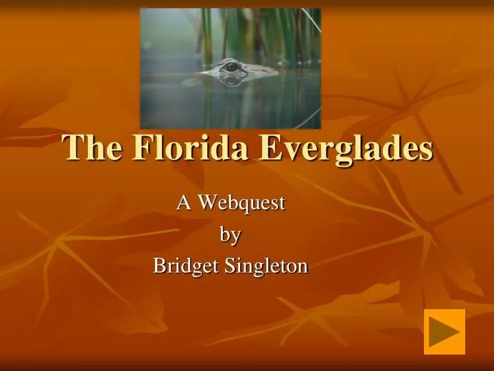the florida everglades