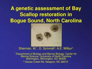 A genetic assessment of Bay Scallop restoration in Bogue Sound, North Carolina