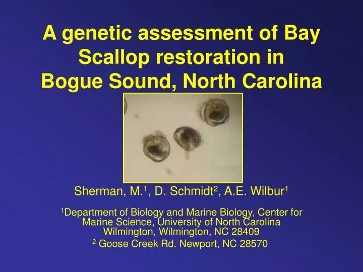 a genetic assessment of bay scallop restoration in bogue sound north carolina