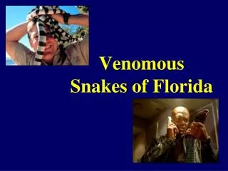 Venomous Snakes of Florida