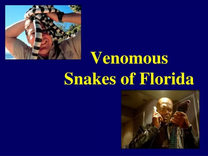 venomous snakes of florida