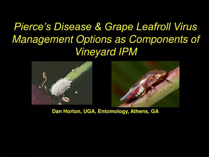 pierce s disease grape leafroll virus management options as components of vineyard ipm