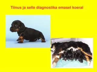 Tiinus ja selle diagnostika emasel koeral