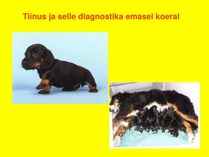 tiinus ja selle diagnostika emasel koeral