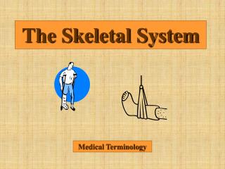 The Skeletal System